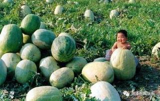 山东景点女子吃瓜,瓜香四溢引游客围观